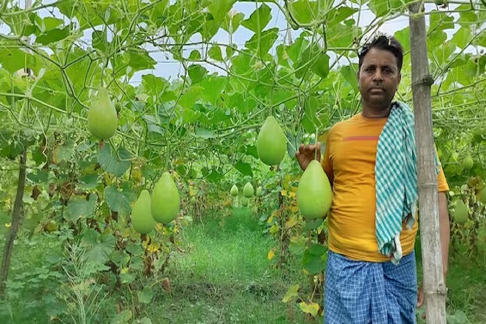 भोपळ्याचे बियाणे शेतात लावल्यानंतर 60 दिवसांनी याचे उत्पादन होते.