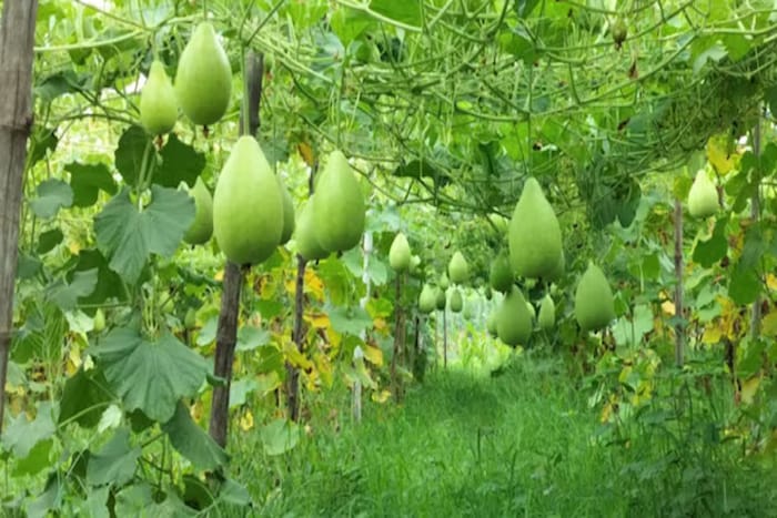 झाडाला भोपळे आल्यावर प्रत्येक दिवशी 150 ते 350 भोपळ्याचे उत्पादन होते.
