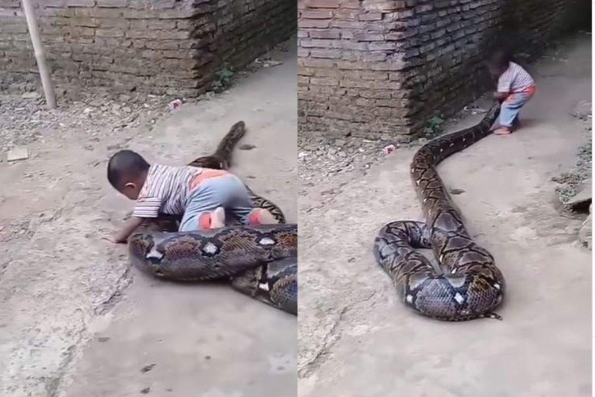अजगरासोबत खेळताना दिसला चिमुकला