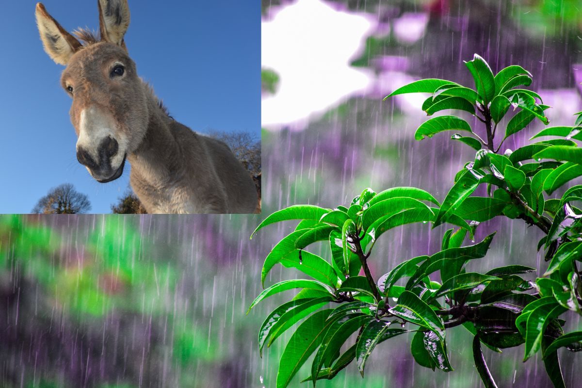 पाऊसाचे वाहन गाढव