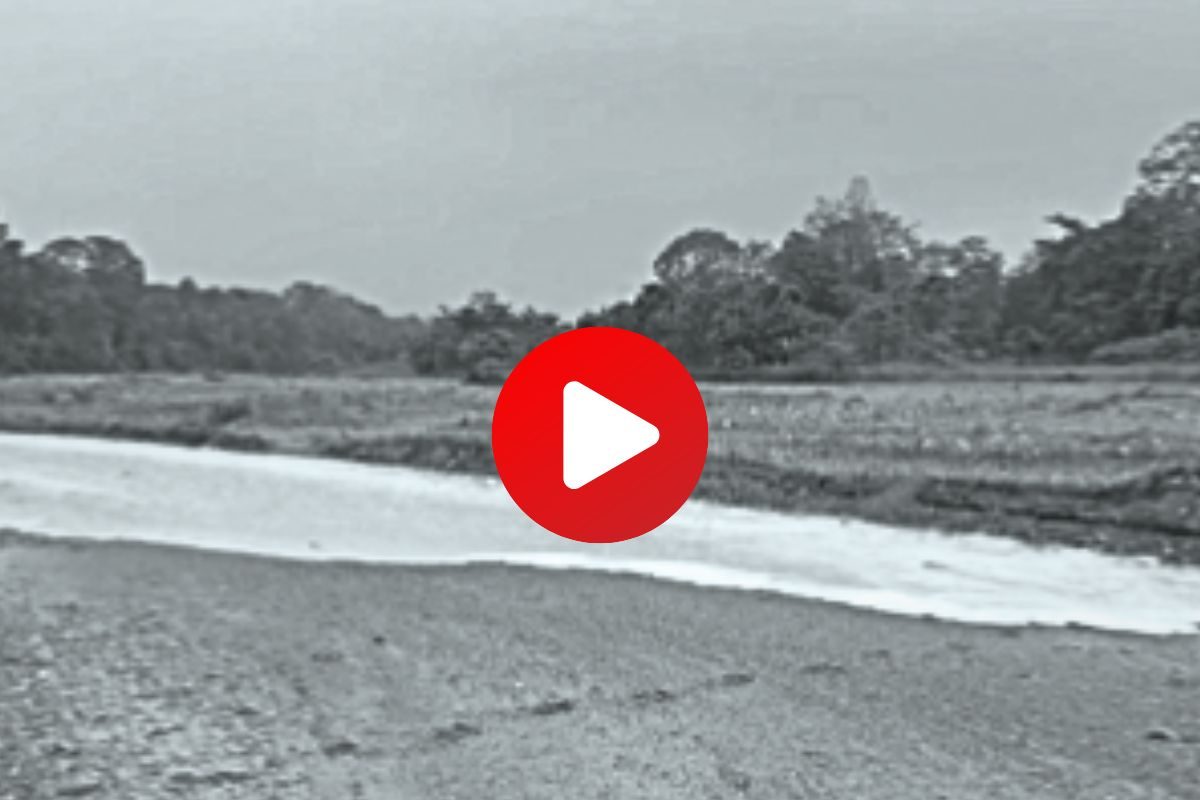 व्हायरल व्हिडीओ