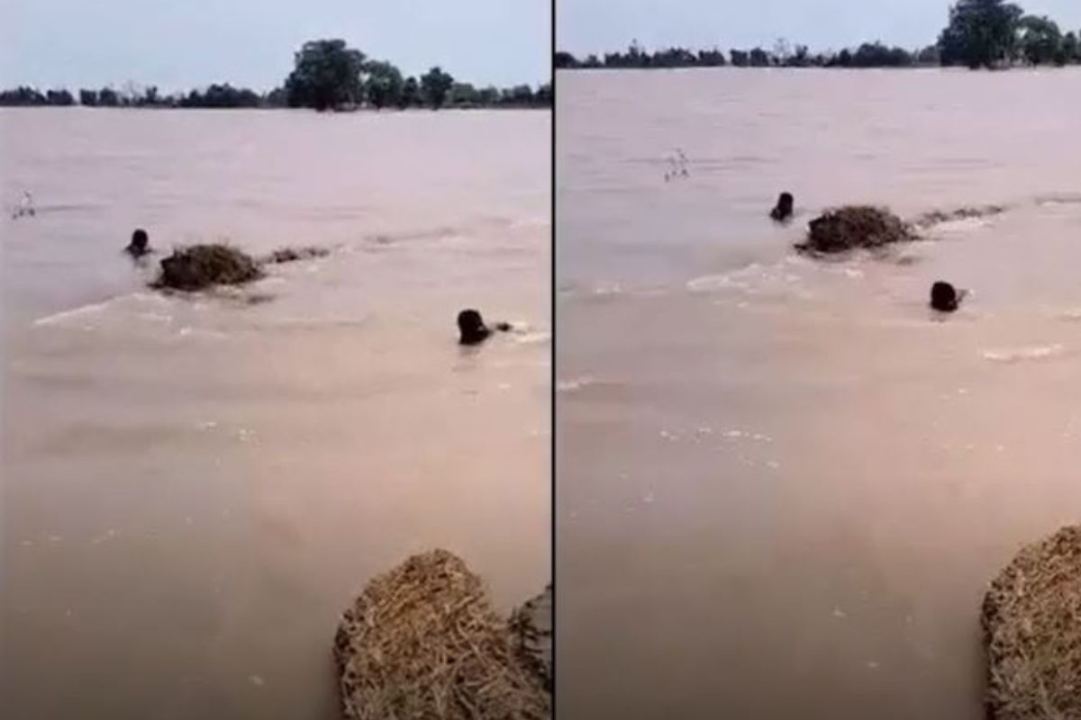 पती-पत्नीची नदीत उडी