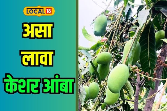 उन्हाळ्यात मिळवा भरघोस उत्पन्न, केशर आंबा लावगडीसाठी खास टिप्स
