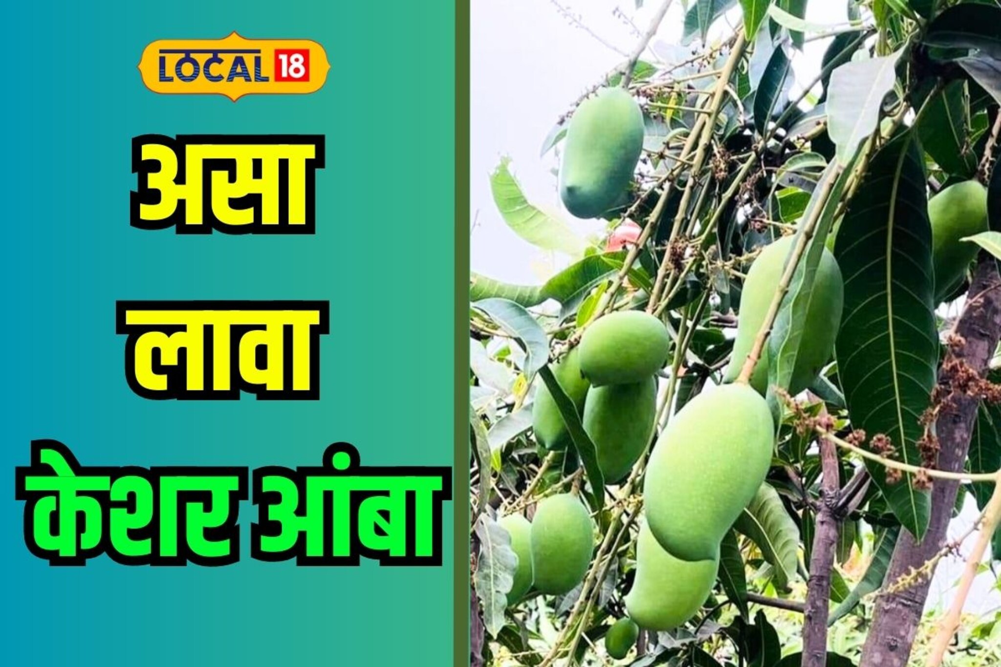 हापूसला द्यायची टक्कर, आताच ठरवा आणि या आंब्याची करा लागवड