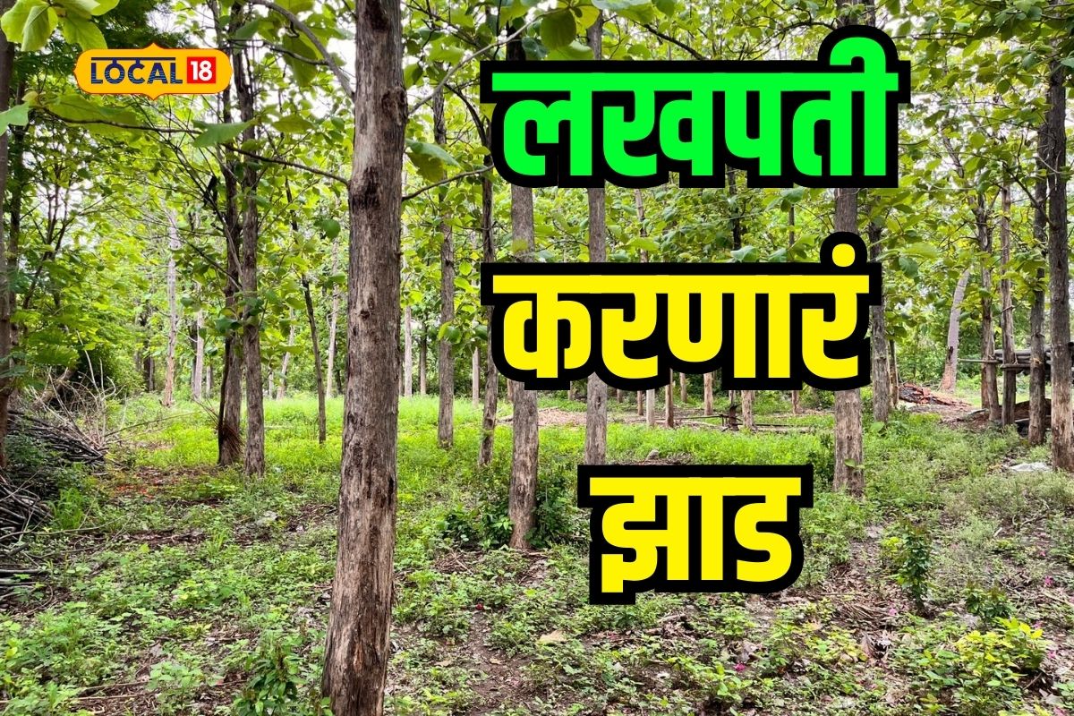 'हे' झाड लावा आणि झटपट लखपती व्हा! पाहा लागवडीची सोपी पद्धत