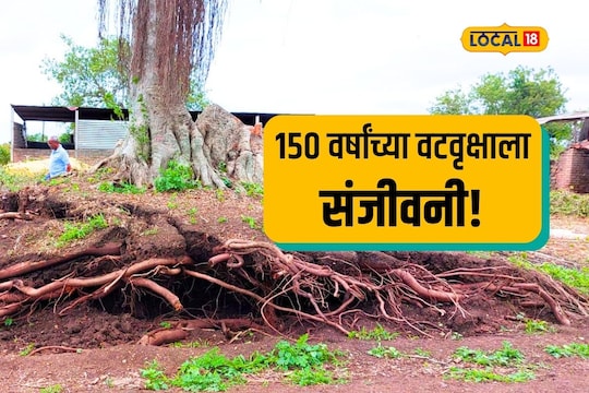 Sangli News: पाच पिढ्यांचा साक्षीदार पुन्हा राहिला उभा, पाहा कशी दिली वटवृक्षाला संजीवनी, Video
