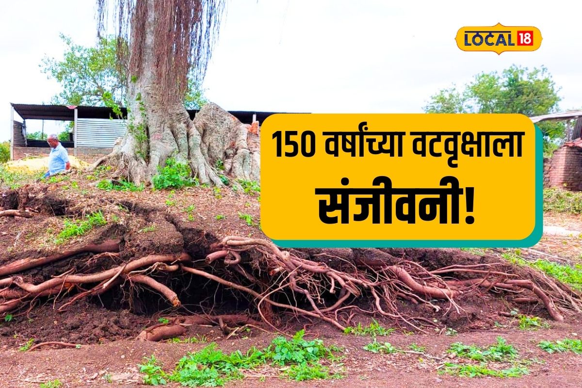 Sangli News: पाच पिढ्यांचा साक्षीदार पुन्हा राहिला उभा, पाहा कशी दिली वटवृक्षाला संजीवनी, Video