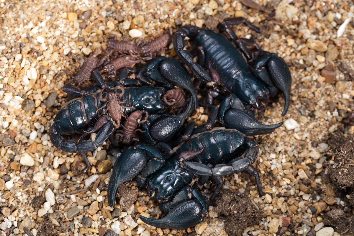 विंचवाची पिल्लं आपल्याच आईला का खातात?