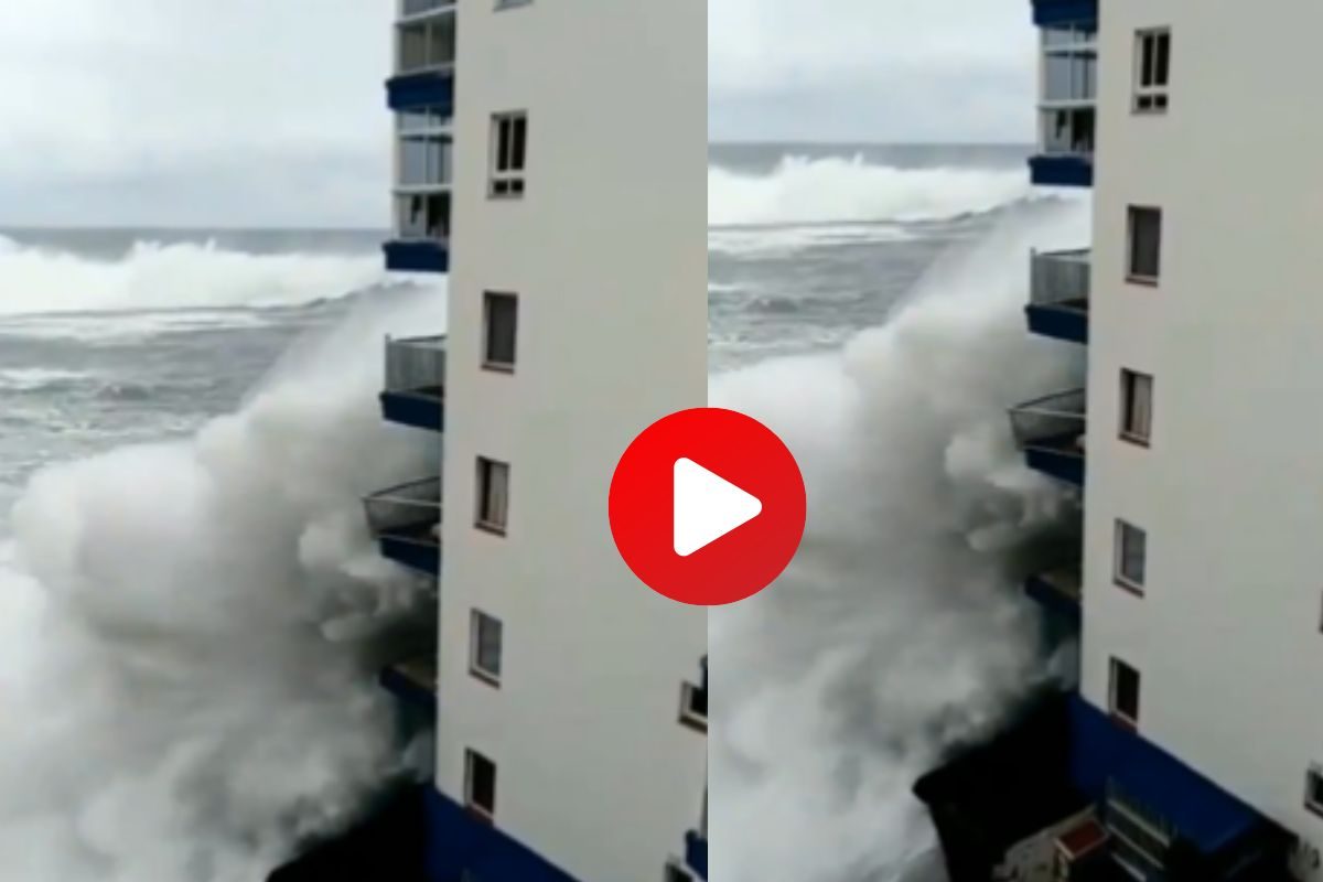 व्हायरल व्हिडीओ