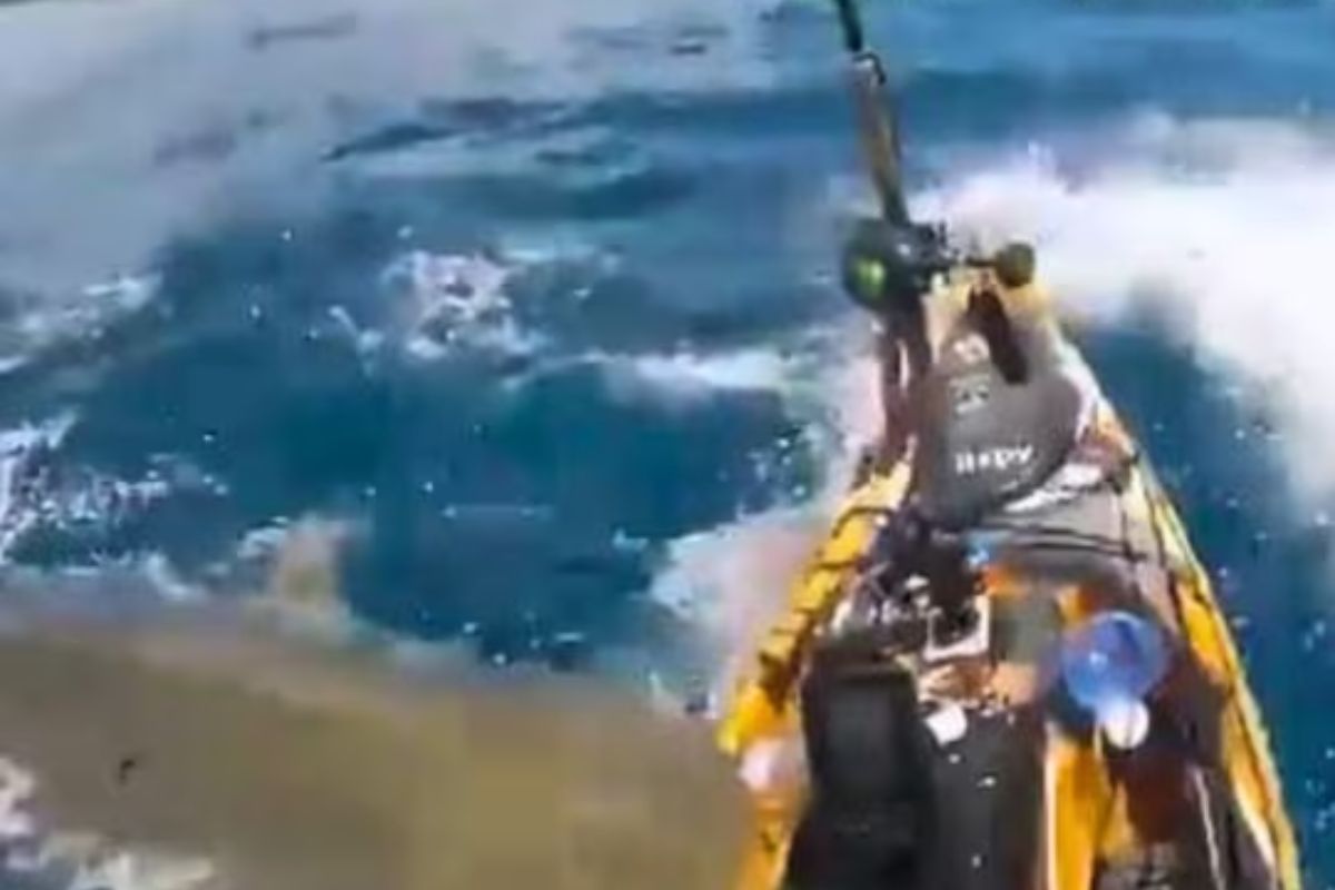 टायगर शार्कचा हल्ला