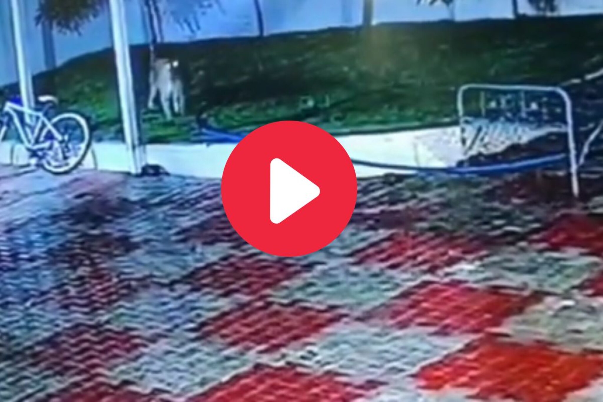 बिबट्यानं कुत्र्याला घाबरुन ठोकली धूम, घटना CCTV मध्ये कैद