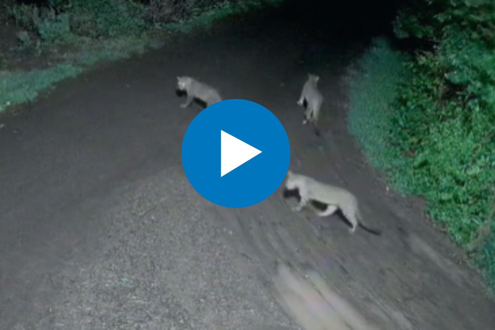 एक.. दोन... तीन... पाठोपाठ आले बिबटे; गावात दहशत माजवताना दृश्य कॅमेऱ्यात कैद