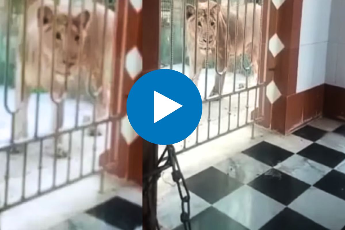 शिव मंदिरात सिंहांची दहशत