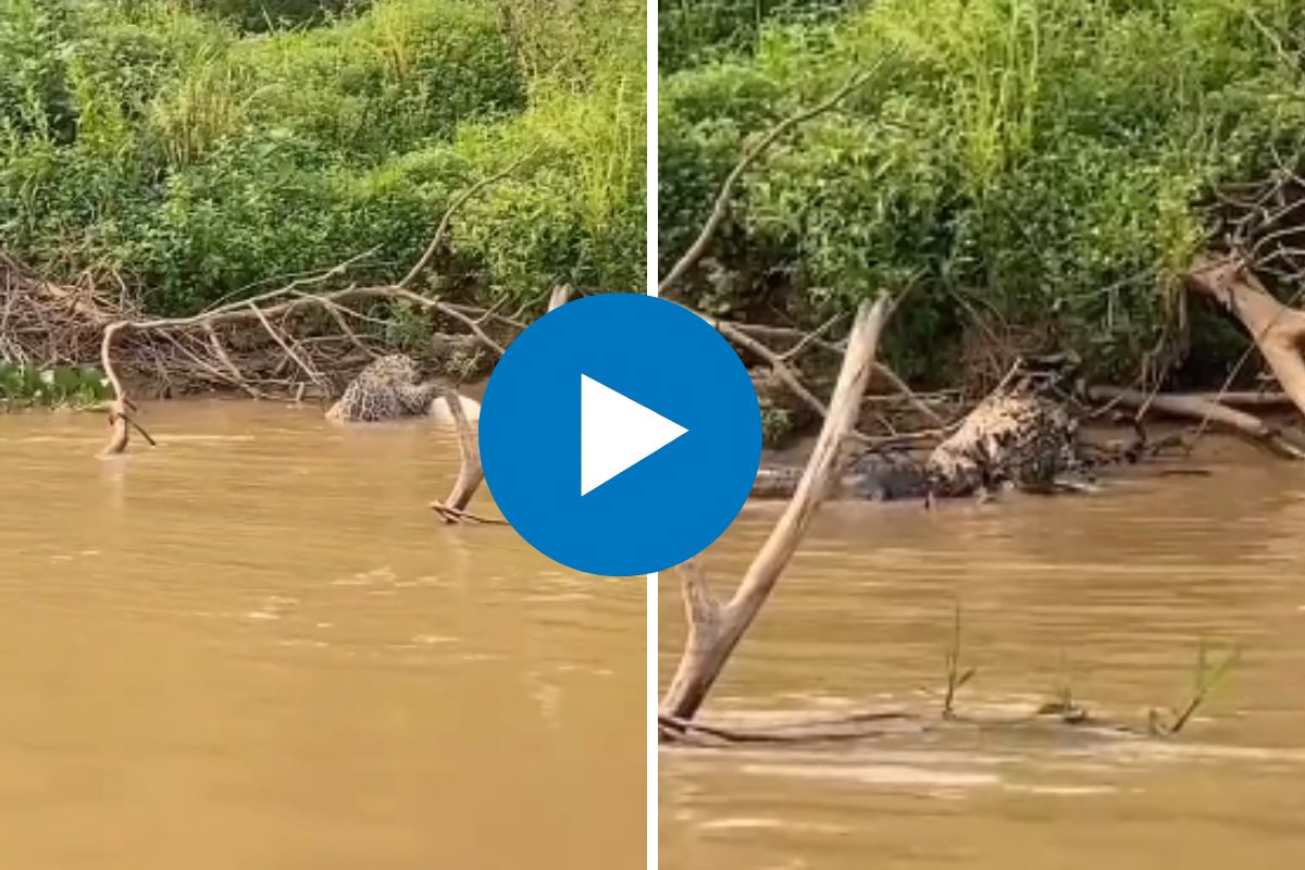 पाण्यात घुसून जग्वारने मगरीवर केला हल्ला
