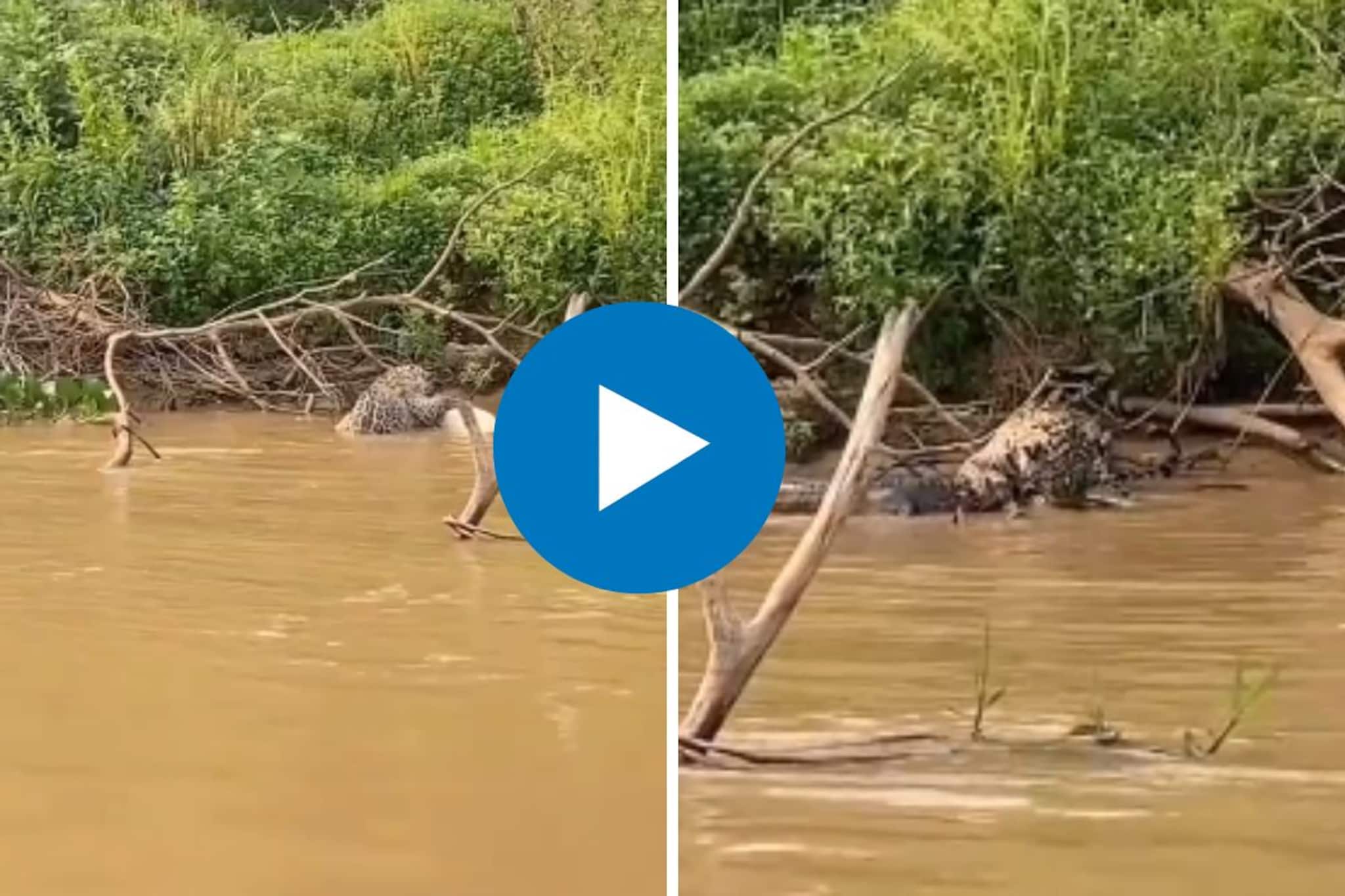 पाण्यात घुसून जग्वारने मगरीवर केला हल्ला, पुढे घडलं असं की...