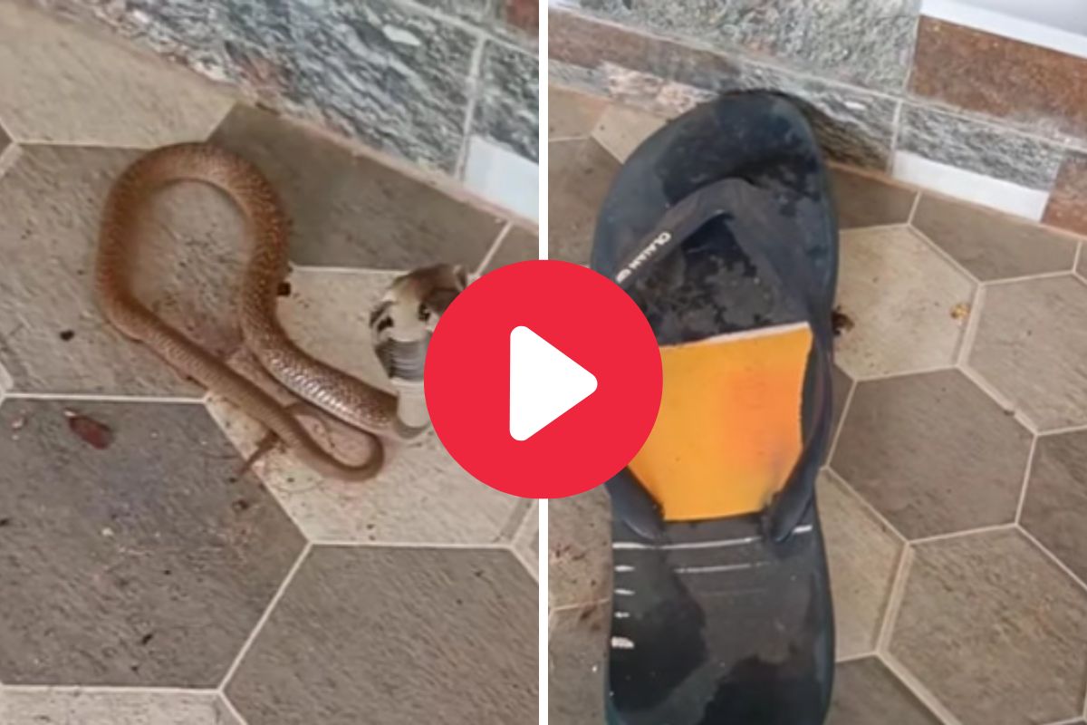 चप्पलखाली लपला कोब्रा