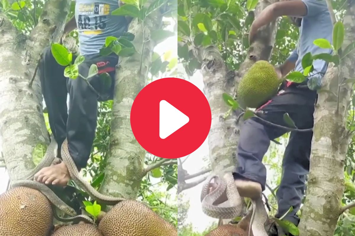 अचानक आला साप आणि घडलं धक्कादायक