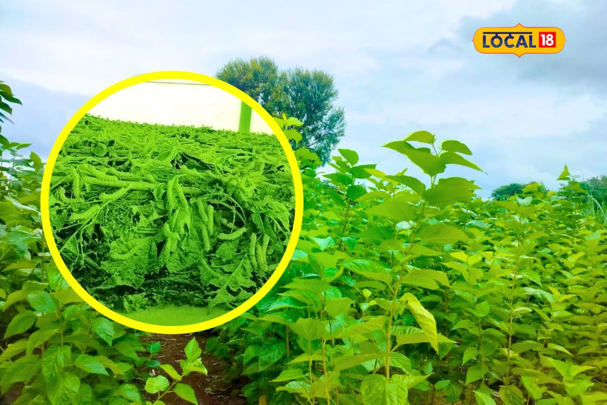 अवघं गाव कपडे ही न मळवता करतंय शेती, वर्षांला आहे लाखोंची कमाई