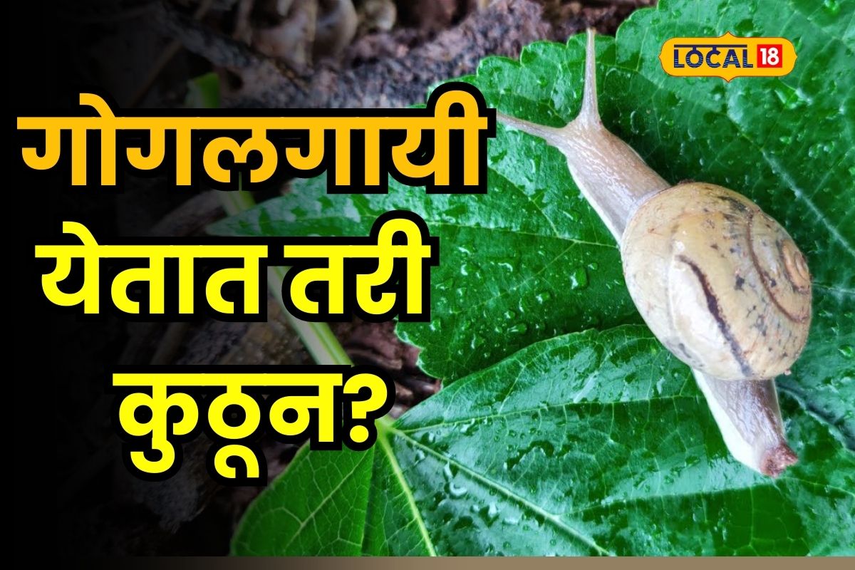 गोगलगाय शेतात येते कुठून? एकदा आली की पुढच्या वर्षाचाही लावते वाट, संपूर्ण माहिती VIDEO