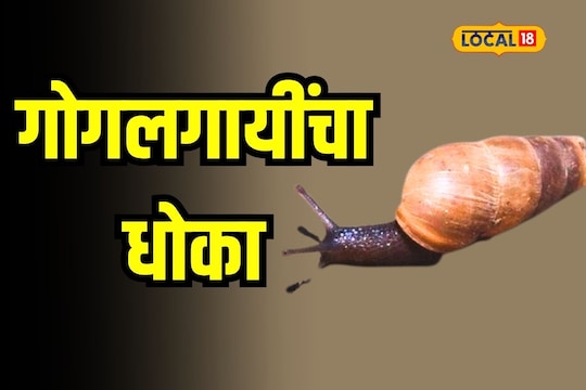 Agriculture News: इवलीशी गोगलगाय करले पिकांचा नाश, हा उपाय करा हाईल सुटका
