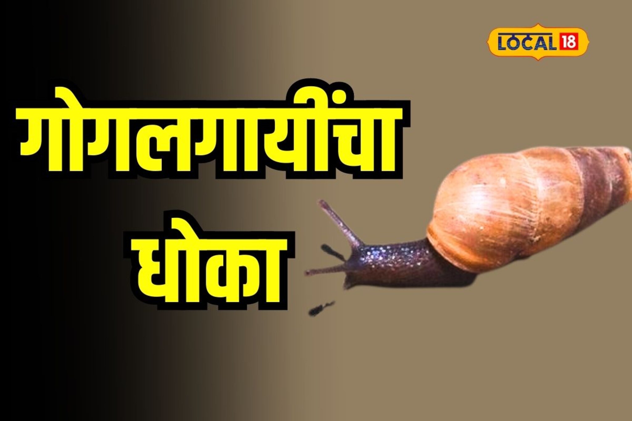 इवलीशी गोगलगाय करले पिकांचा नाश, हा उपाय करा हाईल सुटका