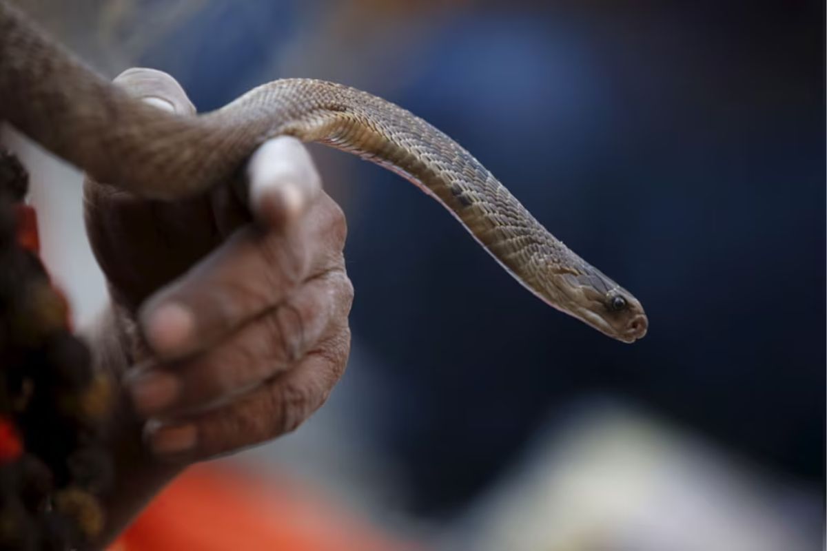 सर्पदंशाने तरुणाचा मृत्यू