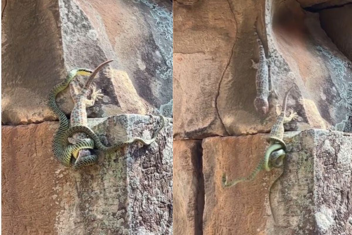 सापासोबत भिडला सरडा