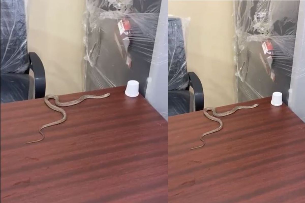 ऑफिसमध्ये सोडला साप