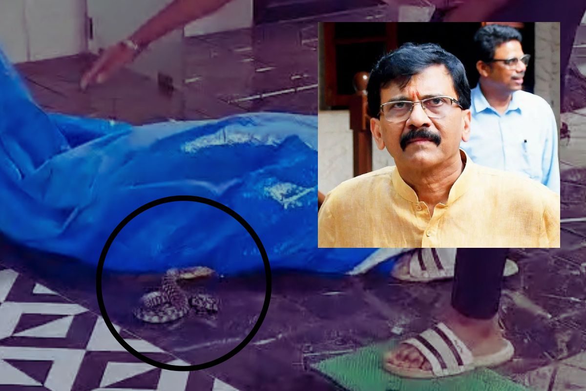 Sanjay Raut : संजय राऊतांच्या बंगल्यात निघाला साप; सर्पमित्राकडून सुटका करून घेण्यासाठी धडपडत होता, Shocking Video