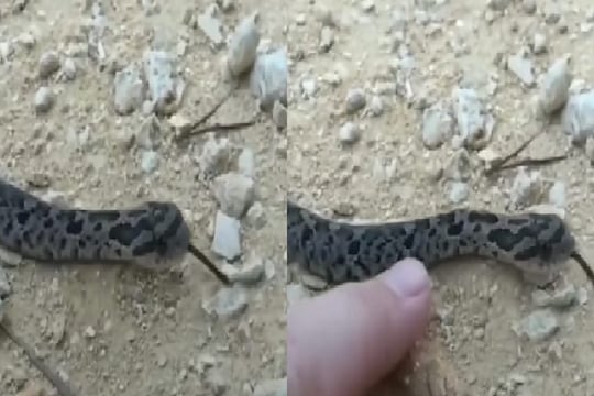 सापाचा क्युट व्हिडीओ (फोटो - इन्स्टाग्राम व्हिडीओ ग्रॅब)