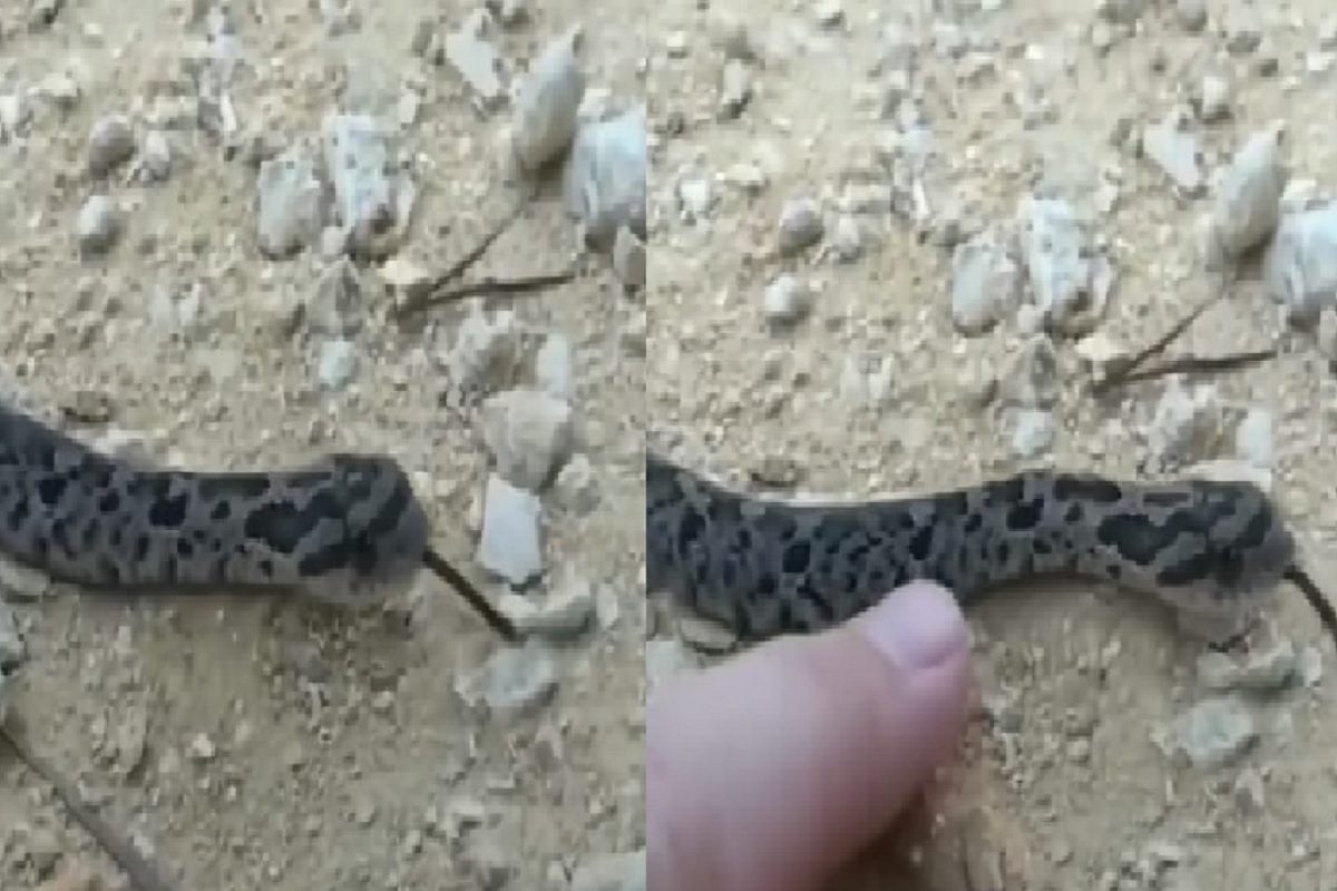 सापाचा क्युट व्हिडीओ (फोटो - इन्स्टाग्राम व्हिडीओ ग्रॅब)