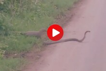 साप आणि मुंगसाची जुंपली; थरारक भांडणाचा Video Viral