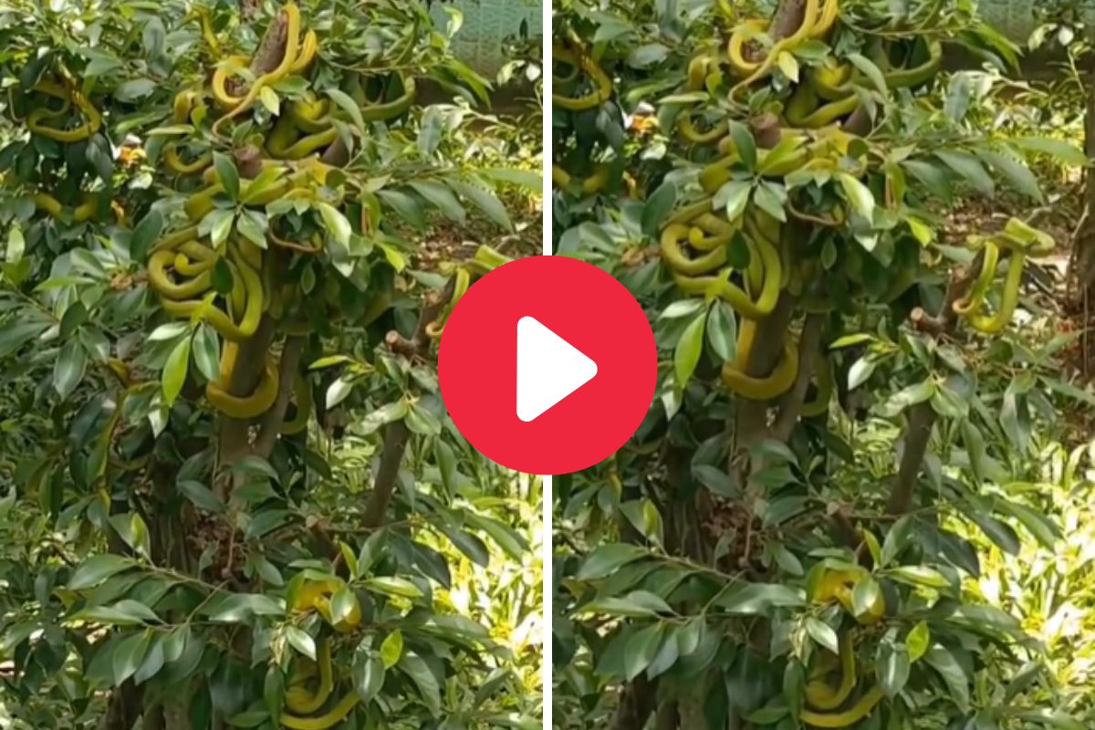 या ठिकाणी केली जाते सापांची शेती