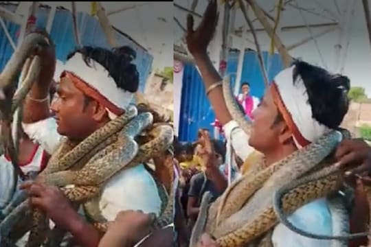 व्यक्तीने गळ्यात लटकवले साप. (फोटो - ट्विटर व्हिडीओ ग्रॅब)