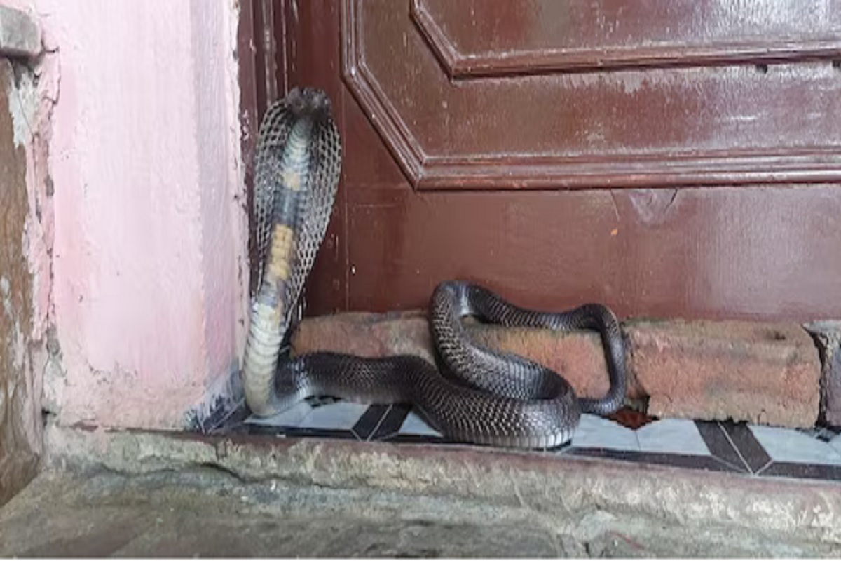 घरातील देवाऱ्या शेजारी बसला होता साप, पाहून वृद्ध महिला झाली भयभीत, पुढे जे झालं ते....