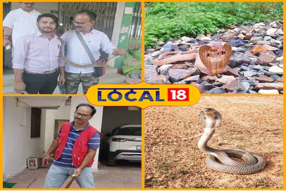 साप पकडणारा पत्रकार, आतापर्यंत हजारो सापांना केलं रेस्क्यू