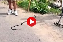 Video : कोब्राला रोमान्स करणं पडलं महागात, मादी कोब्रानेअख्ख गिळलं आणि...