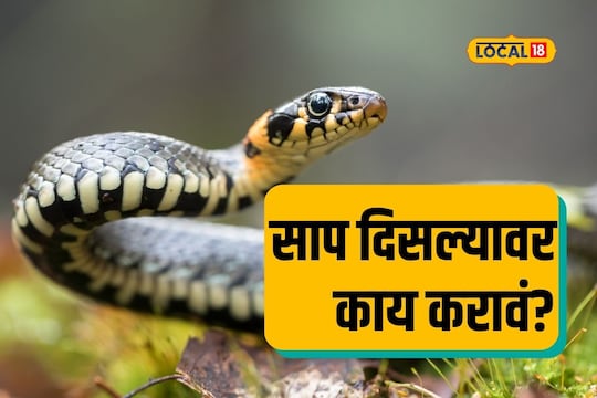 Pune News : साप दिसल्यावर किती फूट अंतर दूर उभं राहिलं पाहिजे? विषारी की बिनविषारी कसं ओळखायचं?