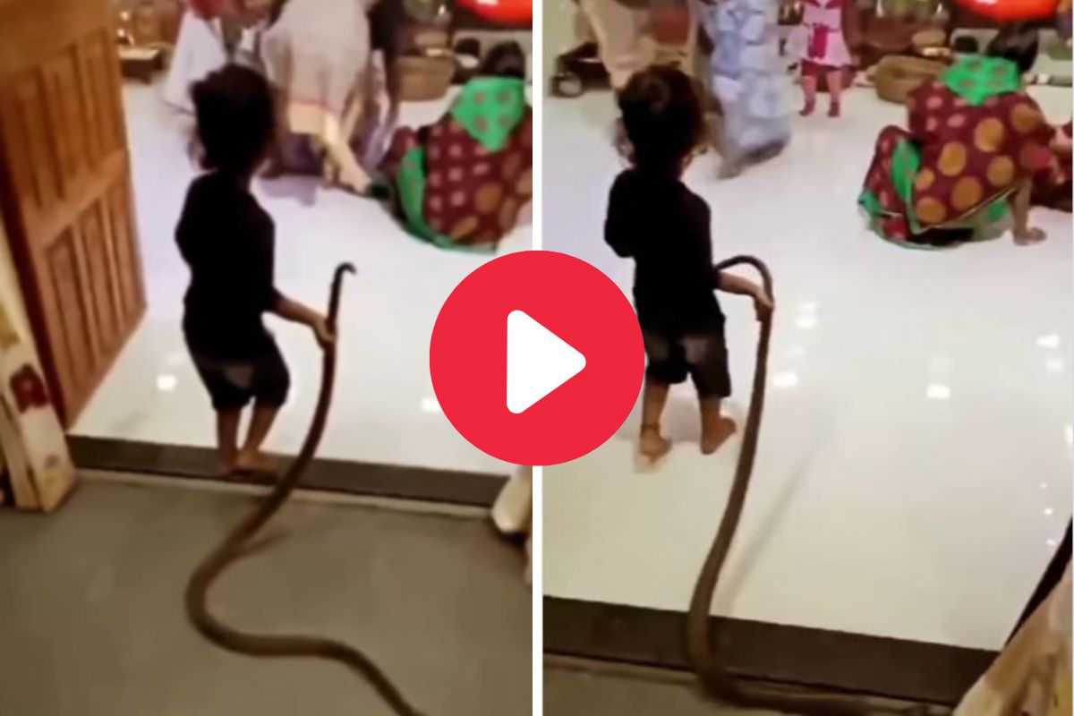 सापाला दोरीसारखा ओढत होता चिमुकला