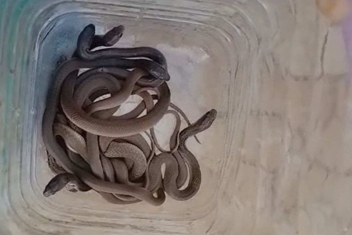 वीज कार्यालयात आढळले चक्क 10 साप