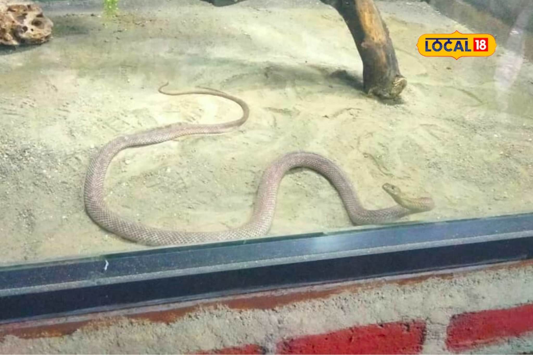 पुण्यात आढळतात हे 2 साप, विषारी की बिनविषारी? पुणेकरांनो, हा  Video पाहाच!