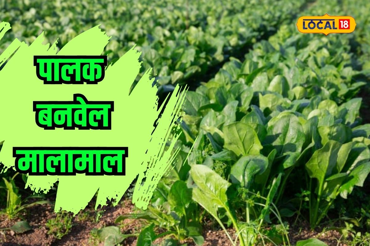 पावसाळ्यात पालकाचे भज्जे खाताय? पण शेती कशी होते माहितीये का? कशी होते पेरणी? VIDEO