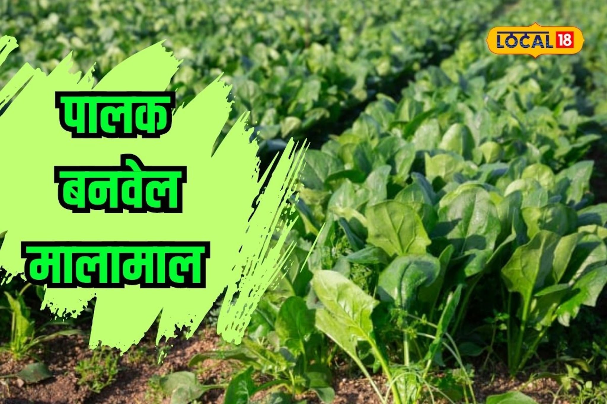 पावसाळ्यात पालकाचे भज्जे खाताय? पण शेती कशी होते माहितीये का?  VIDEO