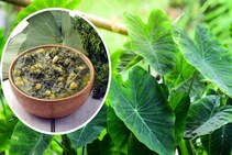 पावसाळ्यात खा अळूची भाजी, ब्लड प्रेशर सह 6 आजारांपासून मिळवा मुक्ती