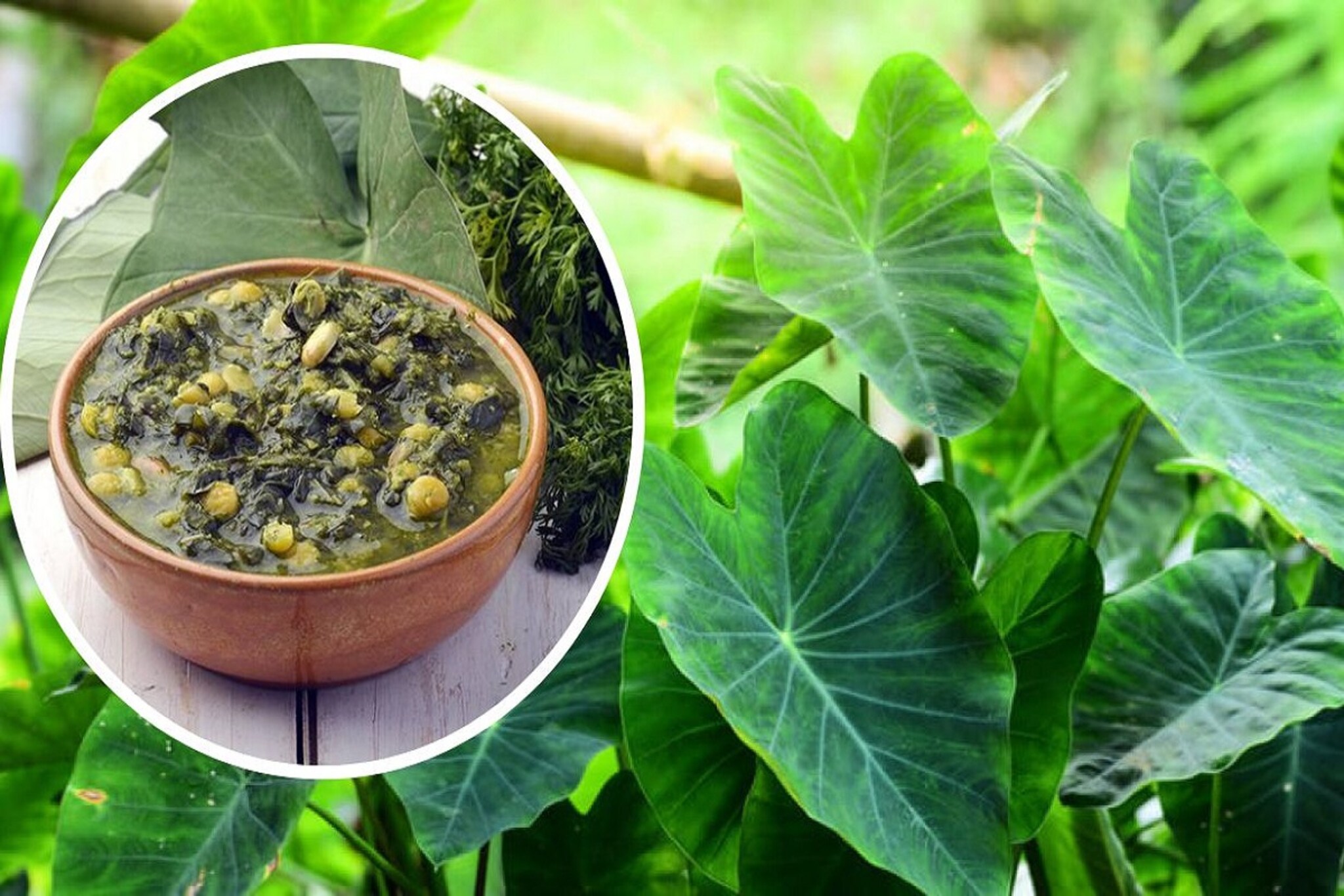 पावसाळ्यात खा अळूची भाजी, ब्लड प्रेशर सह 6 आजारांपासून मिळवा मुक्ती