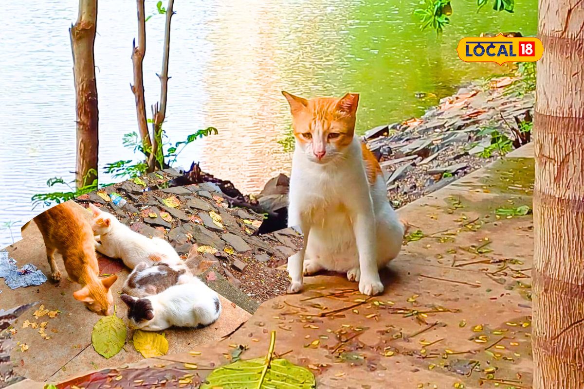 वाघाची मावशी लॅाकडाऊनमध्ये झाली नकोशी, ठाण्यातील या तलावजवळ वसलंय मांजरीचं ‘शहर’ VIDEO