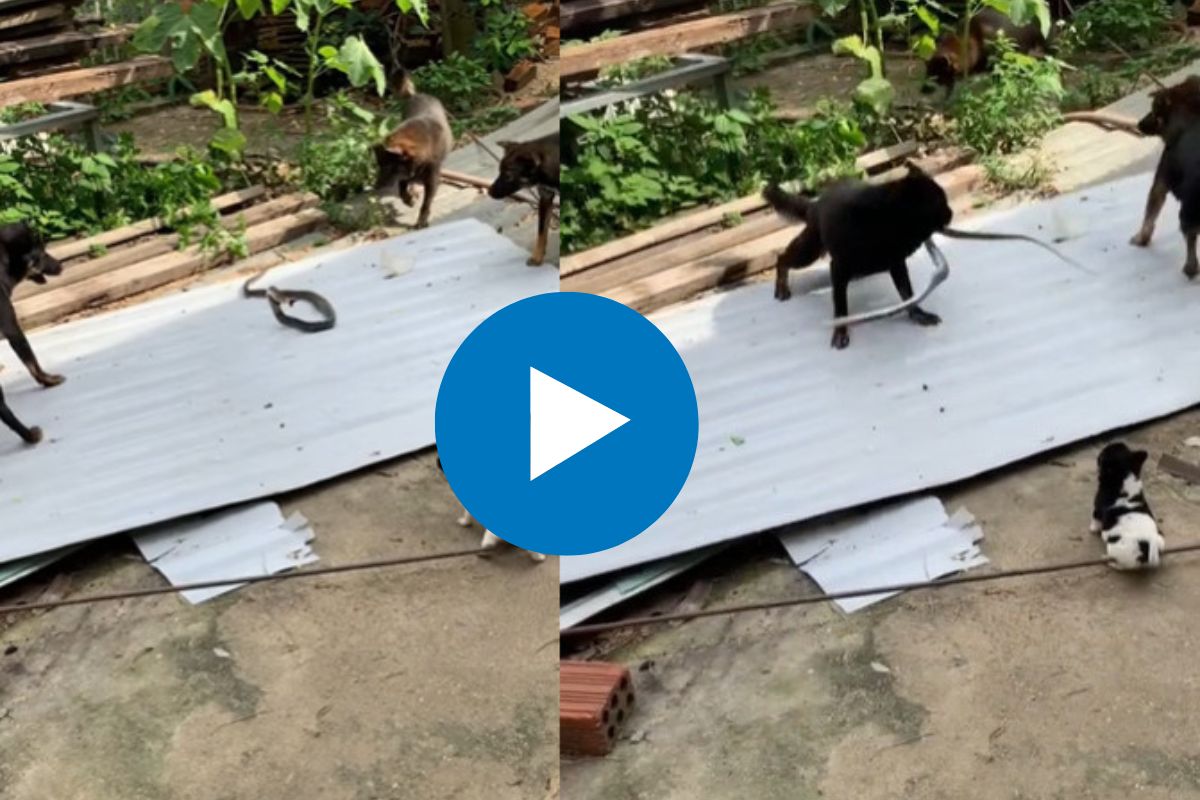 3 कुत्रे आणि 1 साप, थरारक झुंज पाहून फुटेल घाम