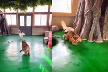 इवल्याशा पक्षाने वाघाची हवा केली टाईट; जीव वाचवून पळाला प्राणी, Video एकदा बघाच
