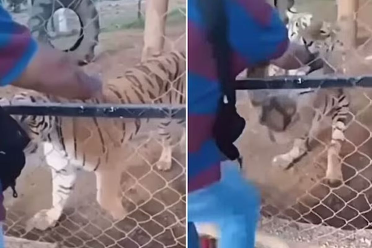 वाघाने जबड्यात पकडला हात