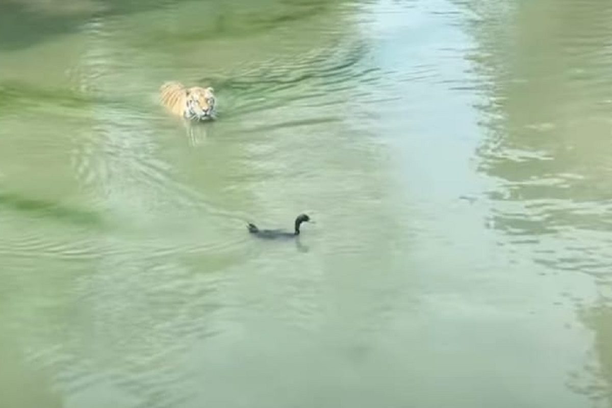 वाघ आणि बदकाचा व्हिडीओ (फोटो - इन्स्टाग्राम व्हिडीओ ग्रॅब)